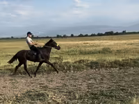 公马, French Trotter — 照片 3