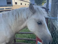 Caballo, Palomino — foto 5