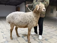 Sheep, Arashan sheep — photo 7