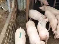 母猪, Pigs — 照片 7