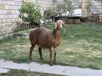 मेढ़ा, Hissar sheep — फ़ोटो 3