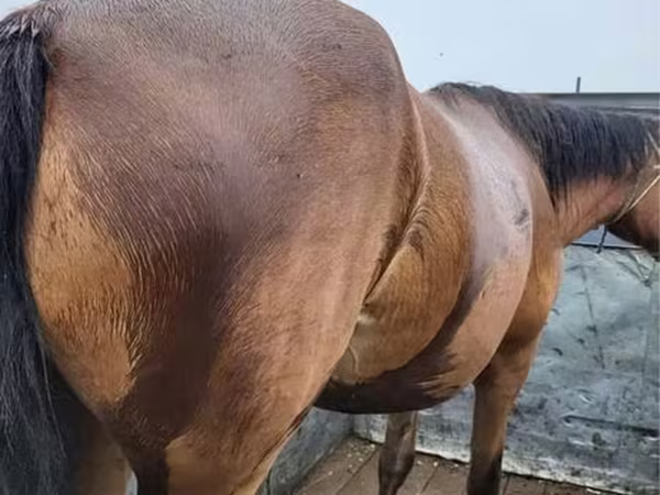 母马, Horses — 哈萨克斯坦