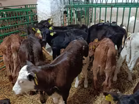 गाय, लिमोज़िन गाय — फ़ोटो 2