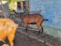 Cabra, Alpine goat — foto 1