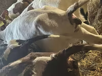 Bull, Simmental cattle — photo 5