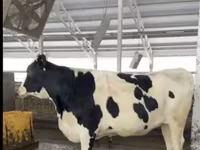 母牛, Holstein breed — 照片 4