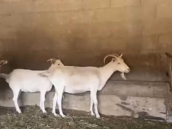 母山羊, Pomellata goat
