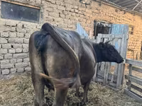 بقرة, Swiss cattle — الصورة 1