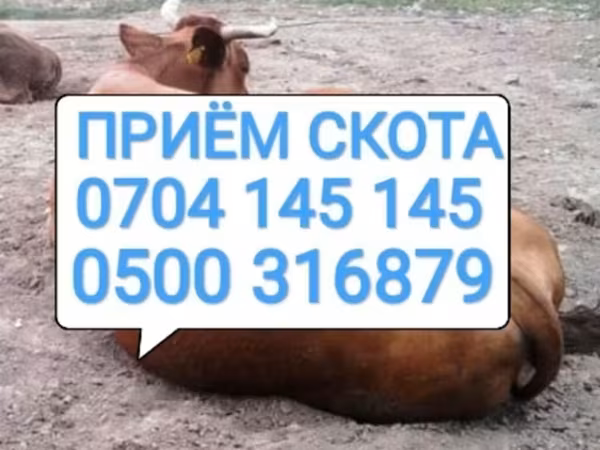 Cattle