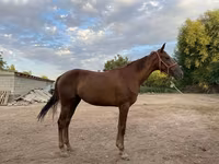 母马, Canadian horse breed — 照片 2