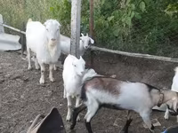 Billy Goat, LaMancha goats — photo 2