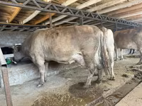 母牛, Cattle — 照片 2