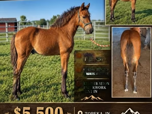 公马, Rocky Mountain Horse
