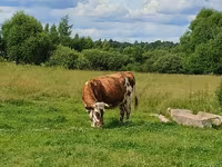 Kuh, Rinder — Foto 5