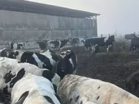 公牛, Holstein breed — 照片 1