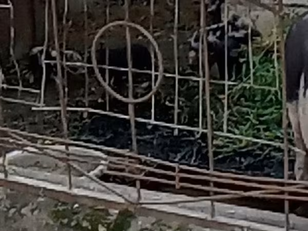 公猪, Pigs