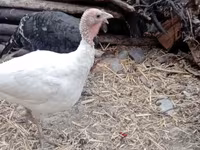 Turkeys — Foto 1