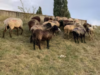 母羊, Sheep — 照片 5