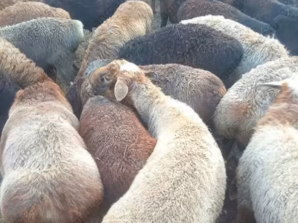 Ram, Edilbay sheep
