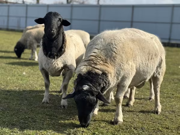 母羊, Dorper sheep