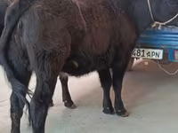 母牛, Aberdeen-Angus — 照片 1