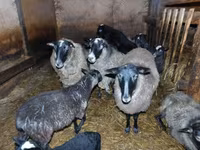 भेड़, Romanov sheep — फ़ोटो 1
