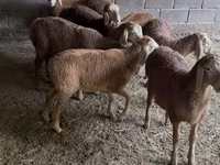 Ram, Arashan sheep — photo 1