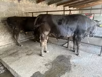 Toro, Ganado vacuno — foto 8