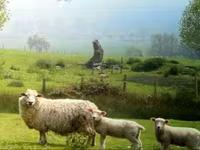 Widder, Romanov sheep — Foto 7