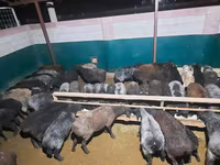 Ram, Sheep — photo 3