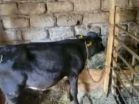 Toro, Ganado vacuno — foto 3
