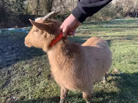 Goat, Goats — photo 2