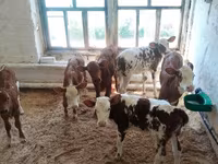 母牛, Red-spotted breed — 照片 5