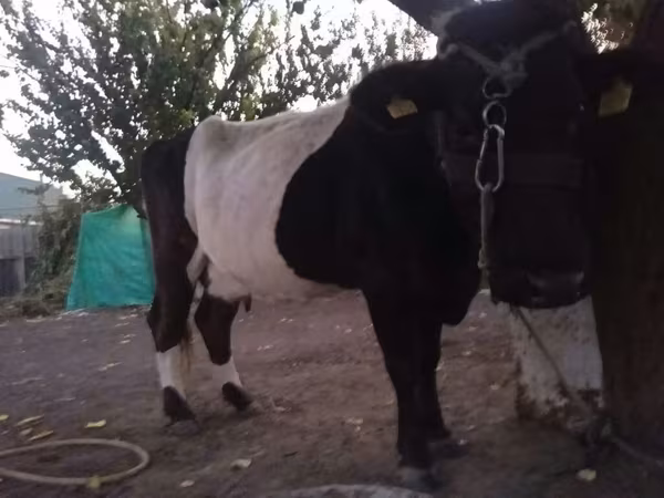 Holstein breed