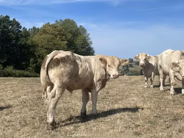 ثور, Charolais cattle