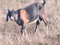 公山羊, Nubian Goat — 照片 3
