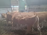 母牛, Blonde d’Aquitane cattle — 照片 3