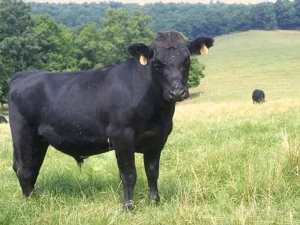 Simmental cattle