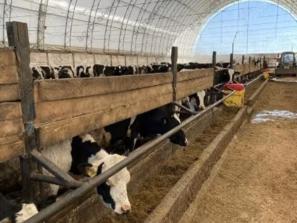 母牛, Holstein breed