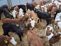 公牛, Cattle — 照片 1