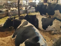 母牛, Swiss cattle — 照片 3