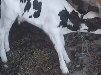 公牛, Holstein breed — 照片 1