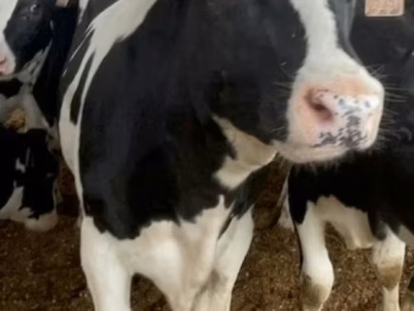 Cow, Holstein breed