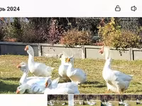Geese — 照片 3