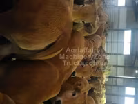 Cow, Aubrac cattle — photo 2