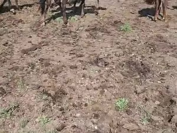 母马, Horse breed — 哈萨克斯坦
