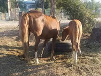 母马, Horses — 照片 4