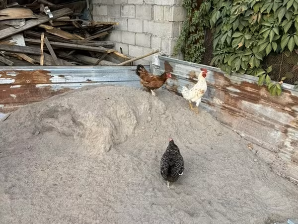 Chickens — Kyrgyzstan