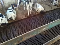 公牛, Holstein breed — 照片 2