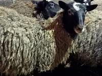 Schaf, Romanov sheep — Foto 7
